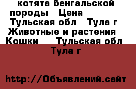 котята бенгальской породы › Цена ­ 10 000 - Тульская обл., Тула г. Животные и растения » Кошки   . Тульская обл.,Тула г.